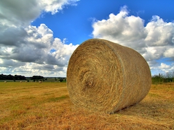 Picture of a bail of hay